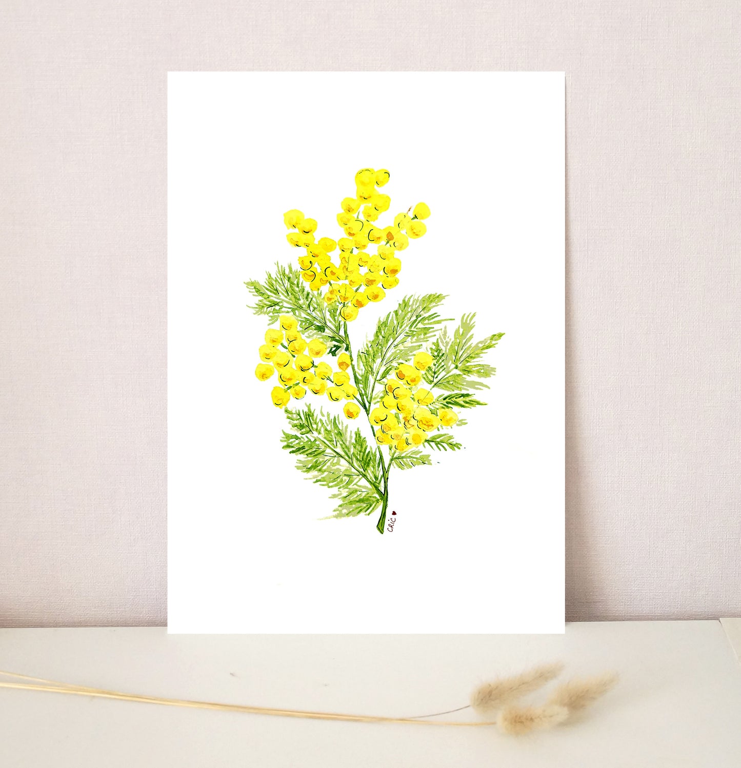 Mimosa