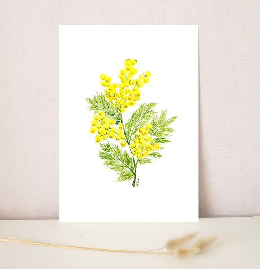 Mimosa